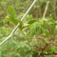 Adenia hondala (Gaertn.) W.J.de Wilde